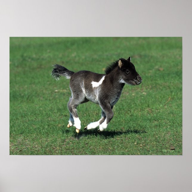 Poster Courant de poulain miniature (Devant)