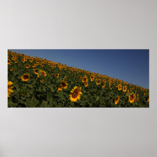 Poster Courbe