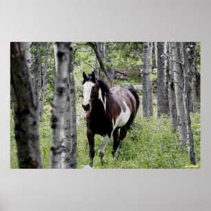 Poster Courir Pinto Peinture & Forêt Cheval Photo