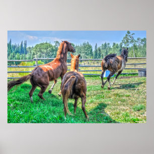 Poster Courir Pinto Peinture Gelding & Stallions châtaign