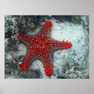 Poster Couronne des étoiles de mer d'épines sur le récif
