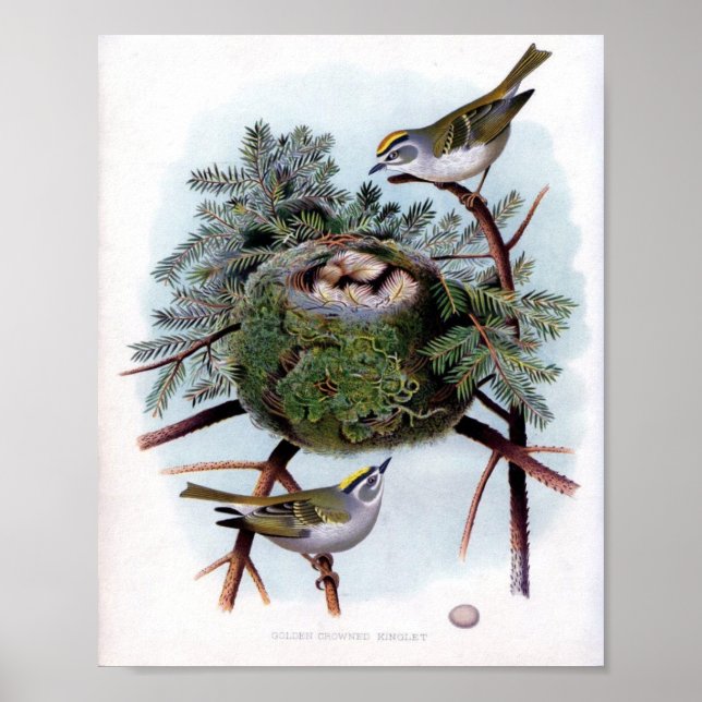 Poster Couronne d'or (Devant)