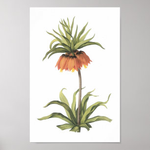Poster couronne impériale (Fritillaria impérialis) par Re