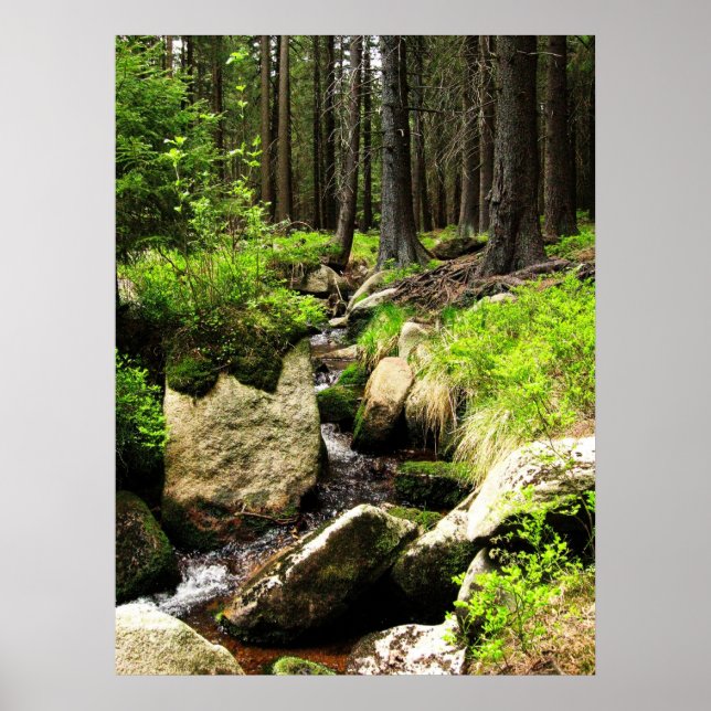 Poster cours de forêt (Devant)