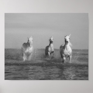 Poster Course, chevaux blancs, océan, photographie d'art