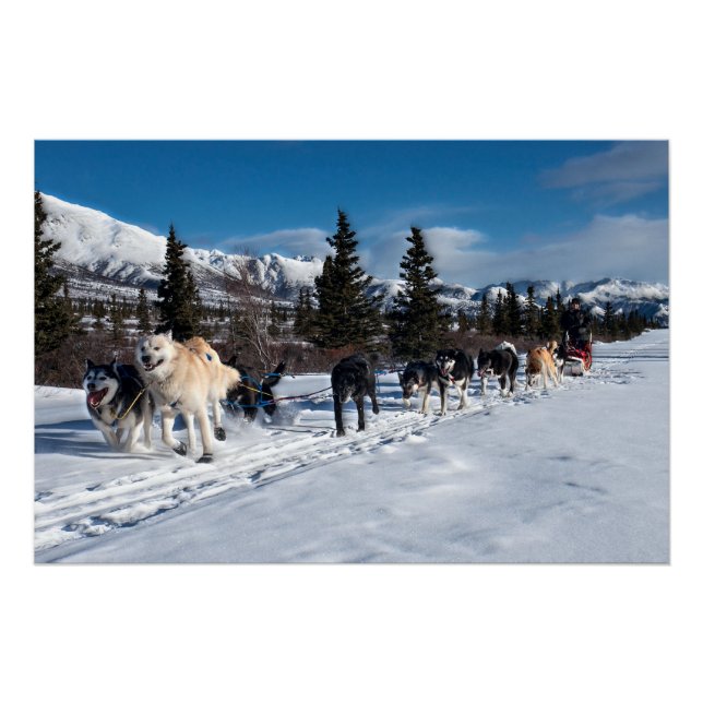Poster Course de traîneau à chiens Husky de l'Alaska (Devant)