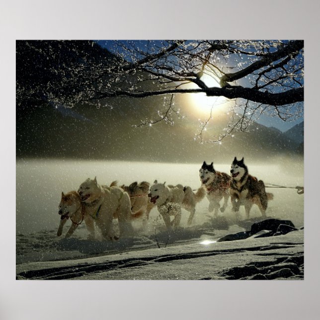 Poster Course de traîneau à chiens Husky de l'Alaska (Devant)