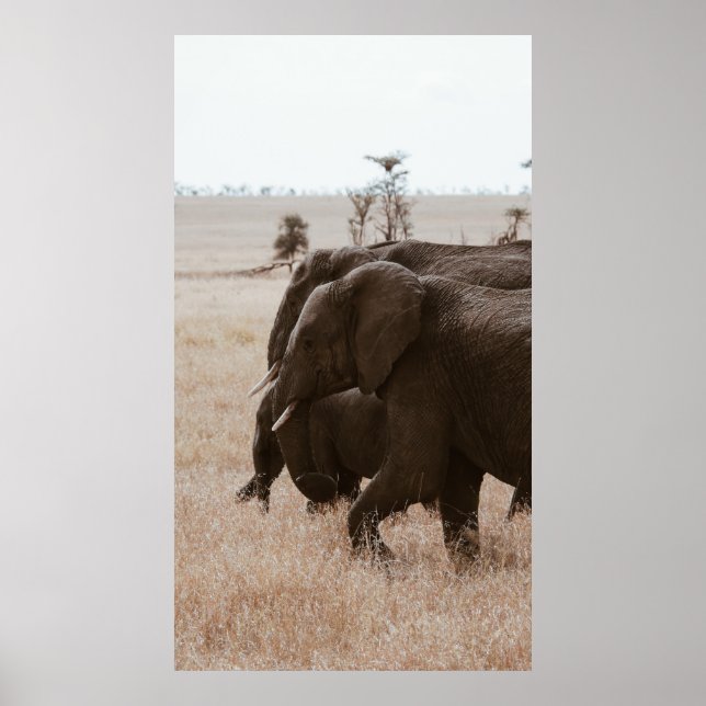 POSTER COURSE D'ÉLÉPHANTS (Devant)