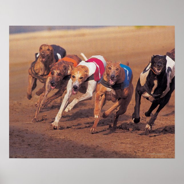 Poster Course Greyhounds sur piste (Devant)