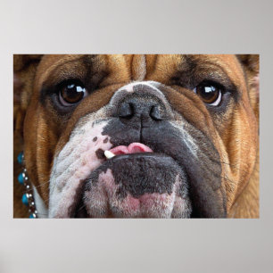 Poster Coussin de jet de Bouledogue Anglais