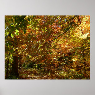 Poster Couvert de feuilles d'automne II Photographie d'au