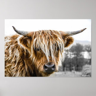Poster Cow Coo de Highland