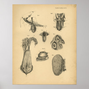 Poster Cow Ram Sheep Anatomy 1908 Vintage Print