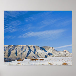 Poster Cowboys avec l'oreille des chevaux