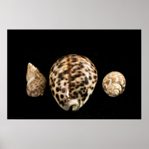 Poster Cowrie Cones 2