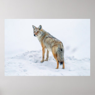 Poster Coyote en alerte dans la neige
