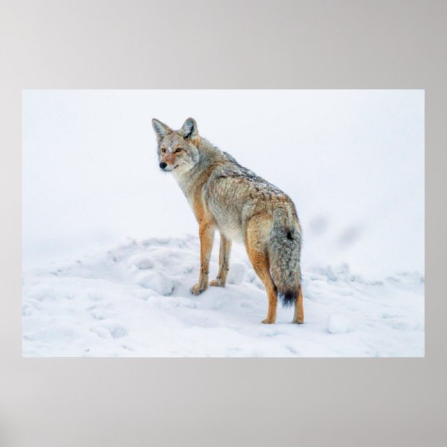 Poster Coyote en alerte dans la neige (Devant)
