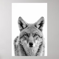 Coyote Head Portrait d'art noir blanc