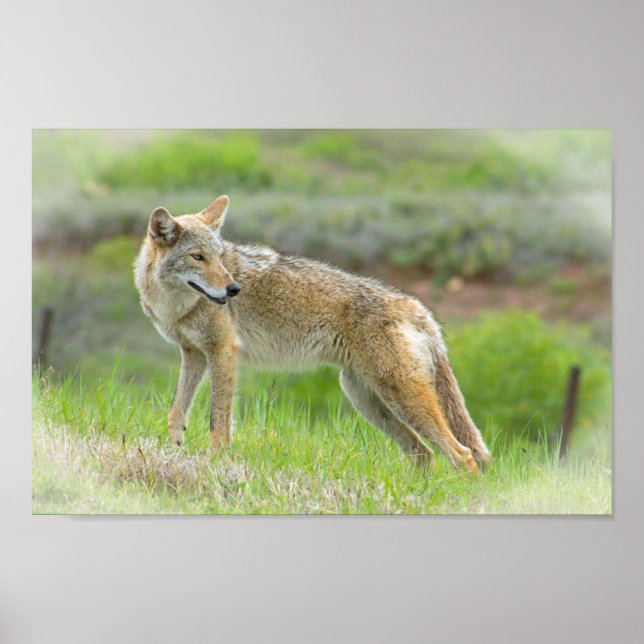 Poster Coyote sauvage (Devant)