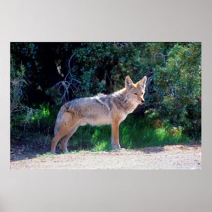 Poster Coyote Stands along a Road