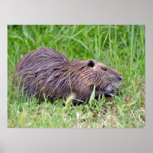 Poster Coypu dans l'herbe