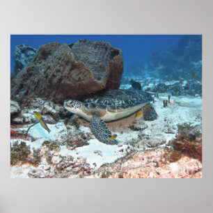 Poster Cozumel Green Turtle