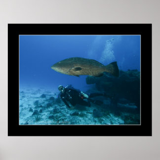 Poster Cozumel - Grouper et Dave