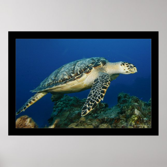 Poster Cozumel - Hawksbill #005 (Devant)