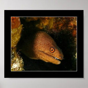 Poster Cozumel - Moray Eel