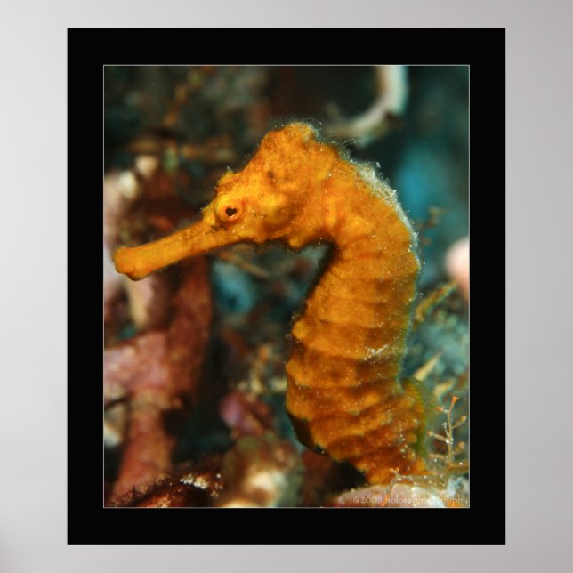 Poster Cozumel - Orange Seahorse #2 (Devant)