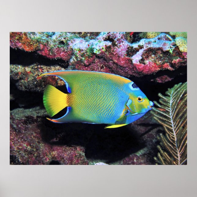 Poster Cozumel Queen Angelfish (Devant)