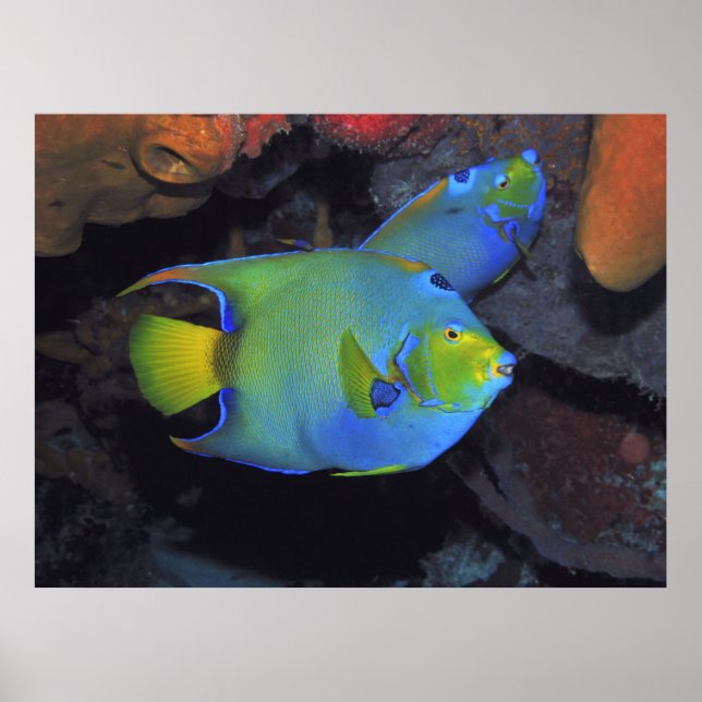 Poster Cozumel Queen Angels (Devant)
