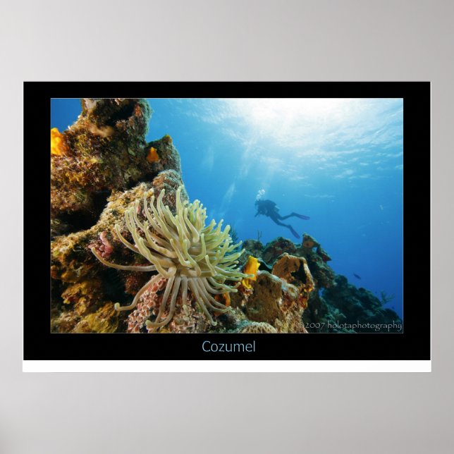 Poster Cozumel Reef (Devant)