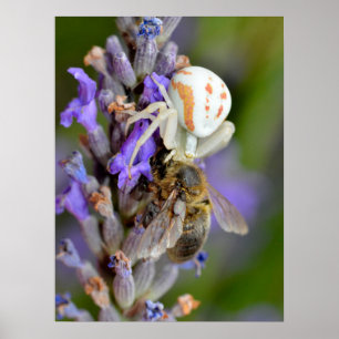 Poster Crab spider eating bee foil holiday