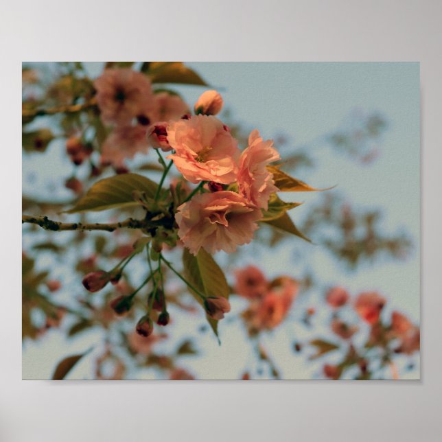 Poster Crabappier du Brandywine Malus Printemps Fleur ros (Devant)