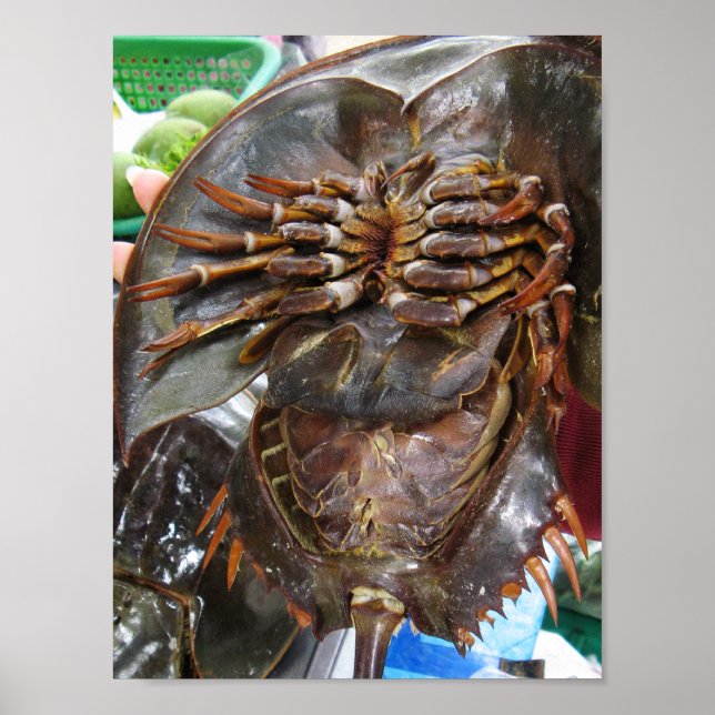 Poster Crabe à fer à cheval ... Restauration asiatique th (Devant)