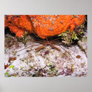 Poster Crabe à flèches de cozumel
