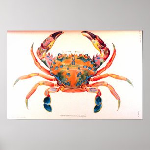 Poster Crabe arc-en-ciel