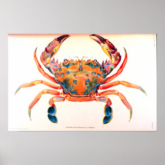 Poster Crabe arc-en-ciel