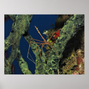 Poster Crabe des flèches dans l'éponge