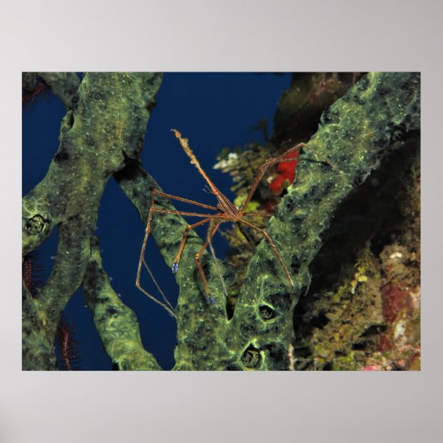 Poster Crabe des flèches dans l'éponge (Devant)