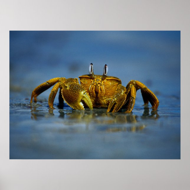 Poster Crabe d'or au bord de la mer Imprimer (Devant)