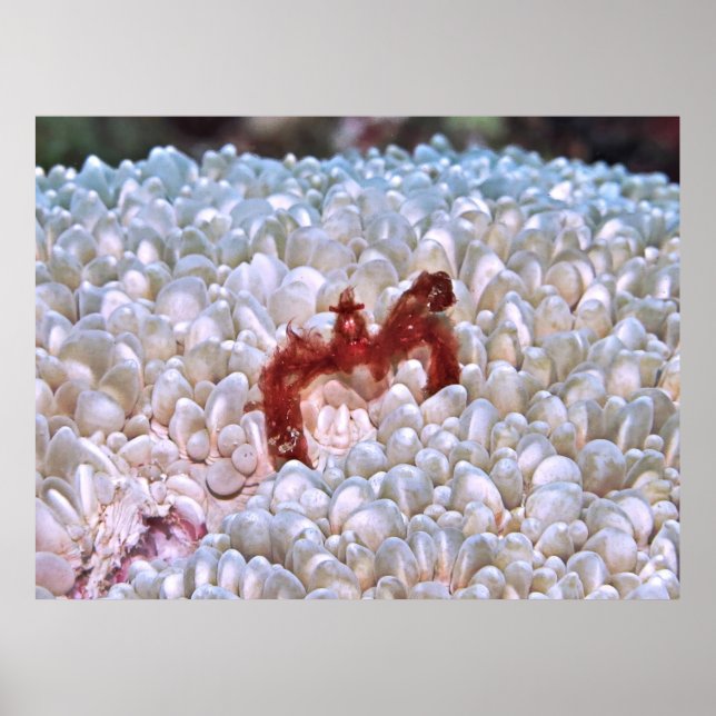 Poster Crabe d'Orangoutan Gilis (Devant)