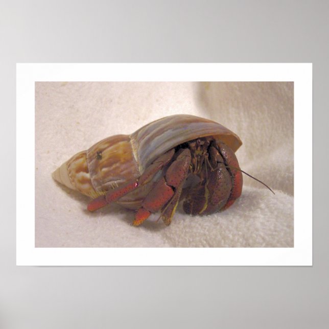 Poster Crabe ermite #10 (Devant)