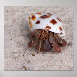 Poster Crabe hermite