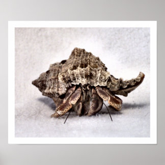 Poster Crabe hermite #1