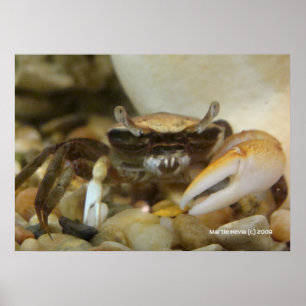Poster Crabe Louis