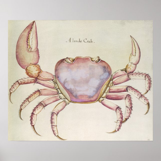 Poster Crabe terrestre (Devant)