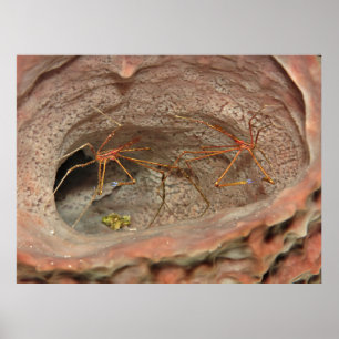 Poster Crabes à flèches dans une éponge de baril