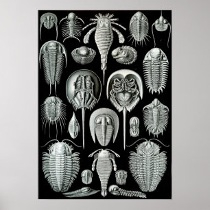 Poster Crabes Ernst Haeckel Aspidonia